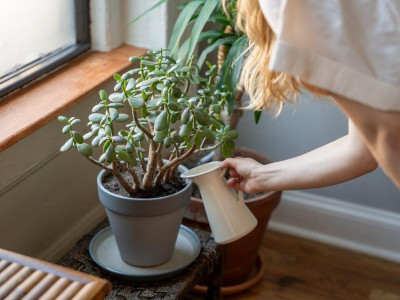 Тайна денежного дерева: вот почему должно быть в каждом доме