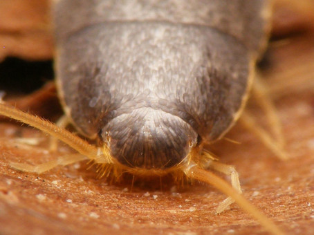 7 насекомых, которых вы едите и не знаете об этом