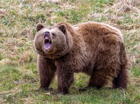 Как спастись от медведя за 2 секунды: пример храброго грибника