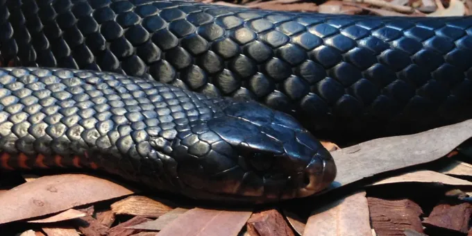 Лесоруб потерял дар речи, когда увидел это внутри дерева