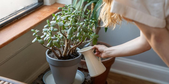 Тайна денежного дерева: вот почему должно быть в каждом доме