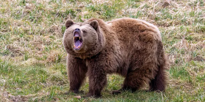 Как спастись от медведя за 2 секунды: пример храброго грибника