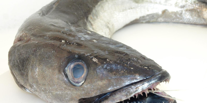 Вот почему хек продается без головы